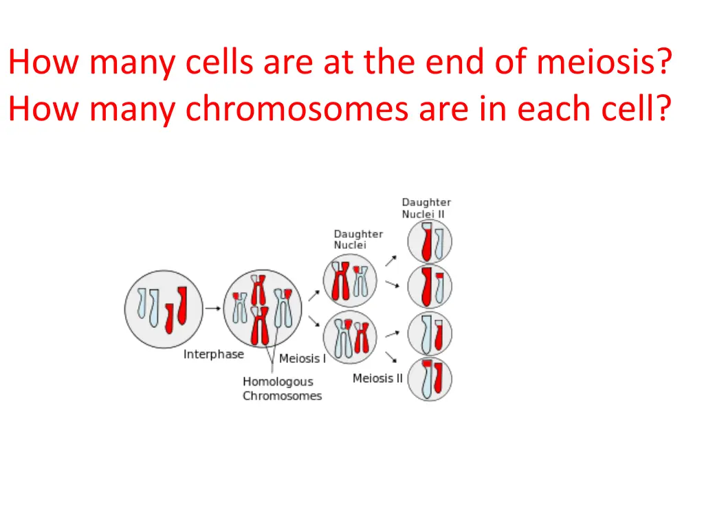 how many cells are at the end of meiosis how many