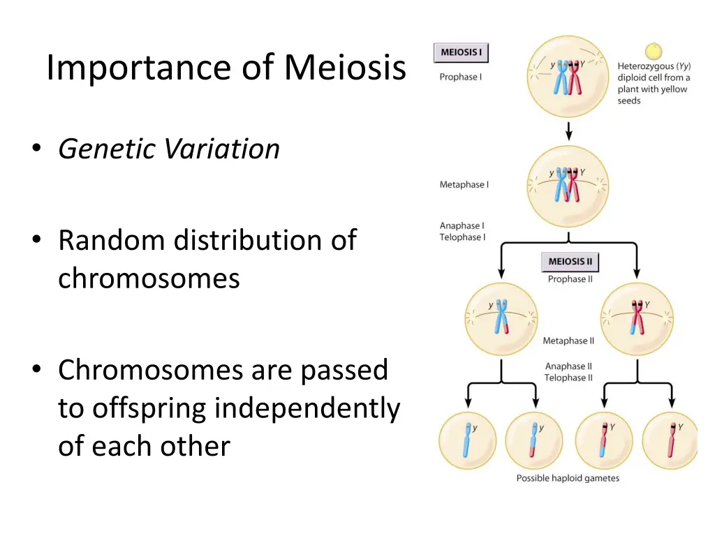 importance of meiosis