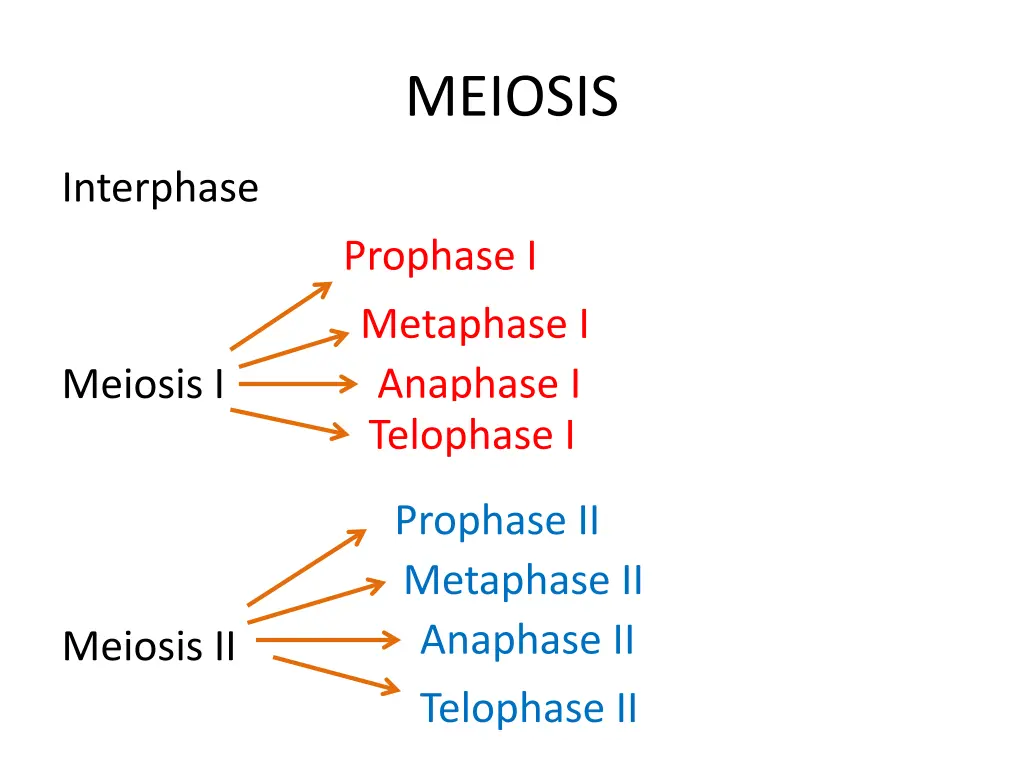 meiosis 1