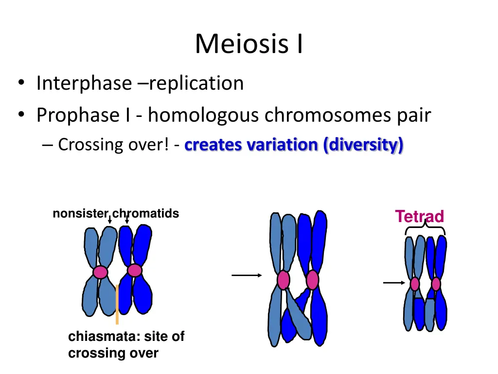 meiosis i