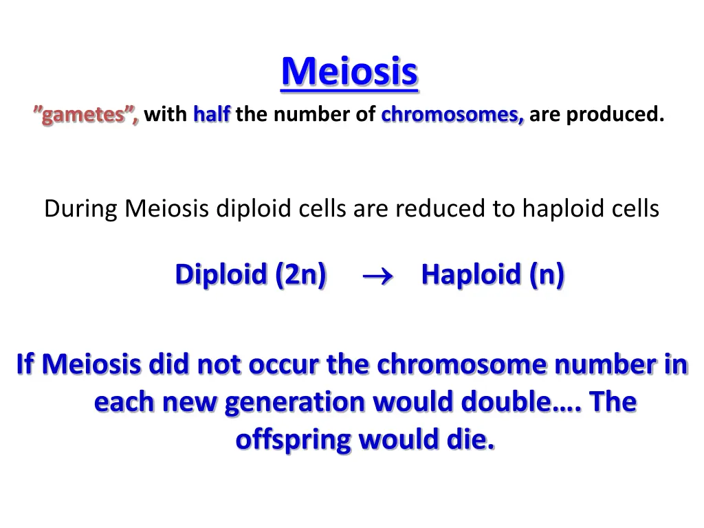 meiosis