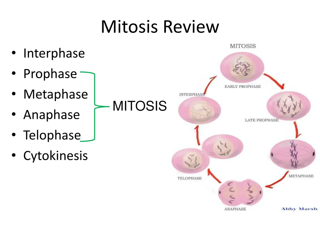 mitosis review