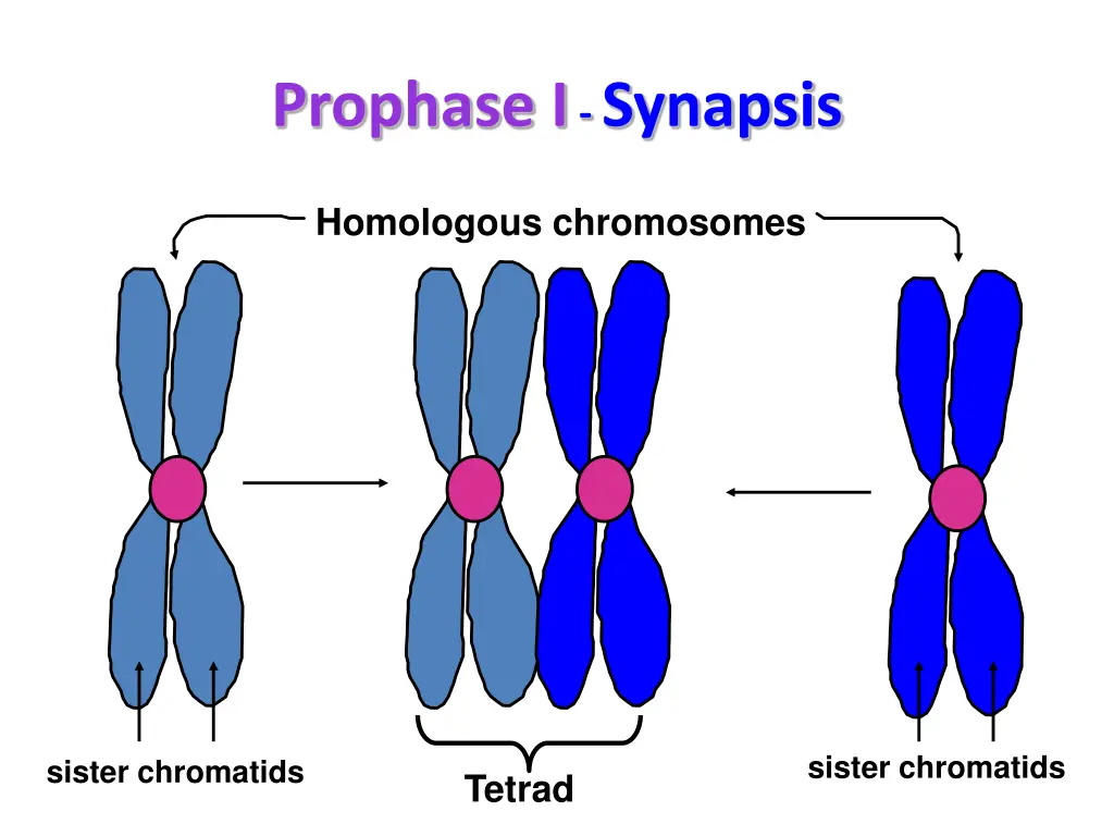 prophase i synapsis