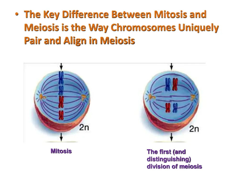 the key difference between mitosis and meiosis