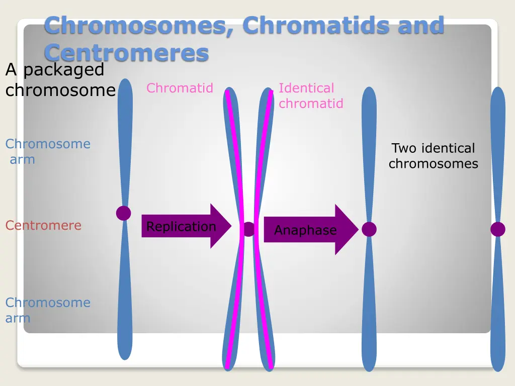 chromosomes chromatids and centromeres a packaged