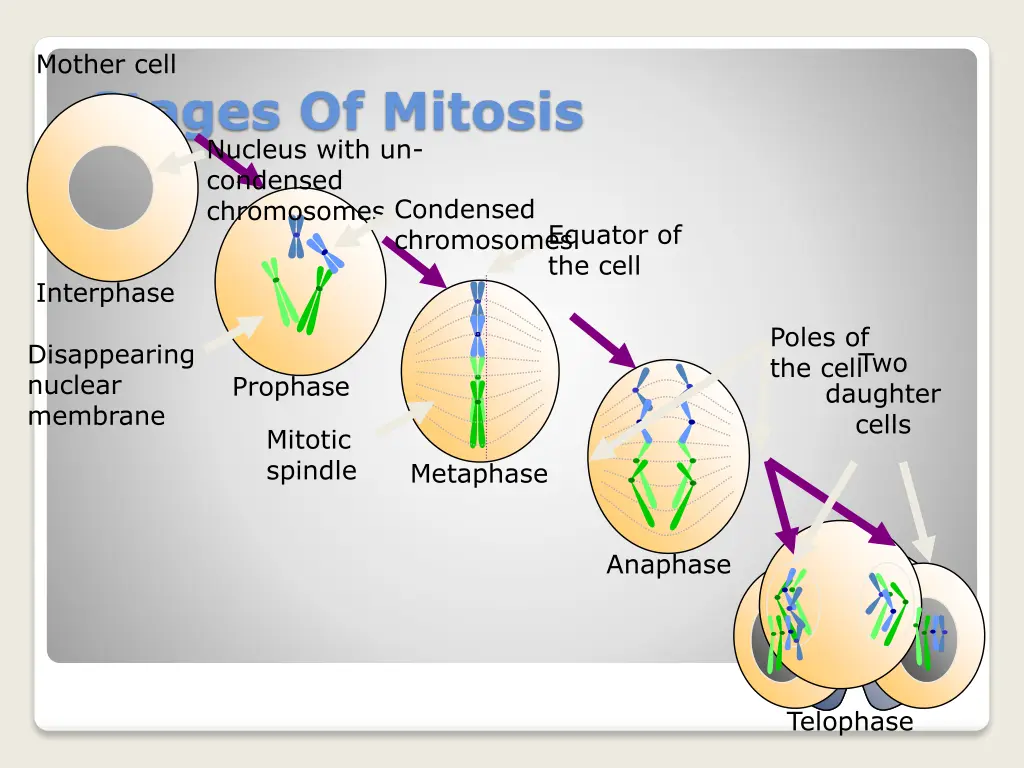 mother cell