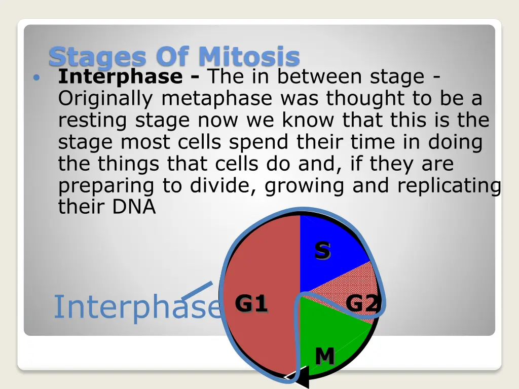 stages of mitosis interphase the in between stage