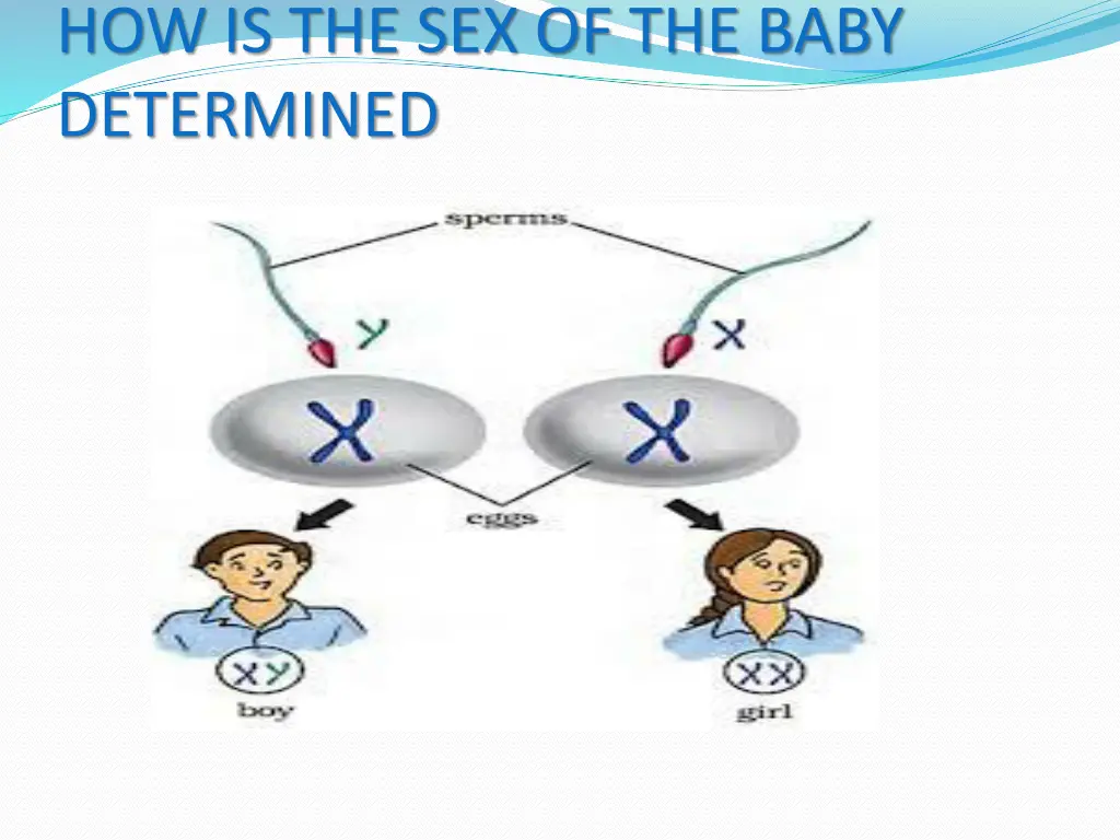 how is the sex of the baby determined