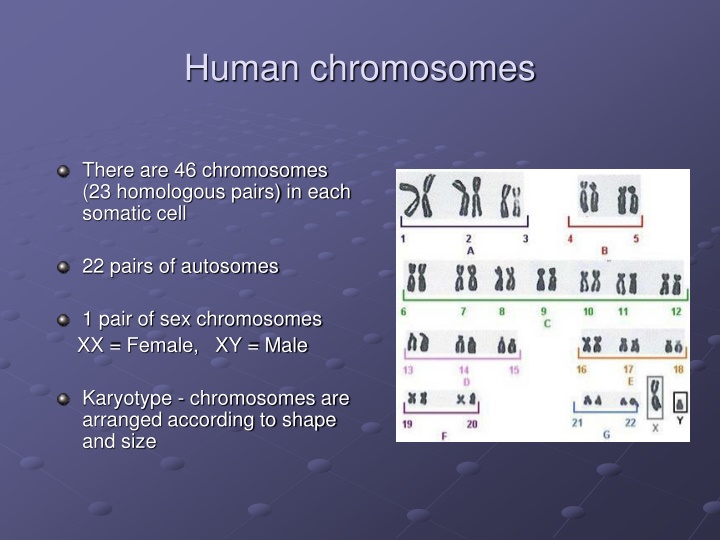 human chromosomes