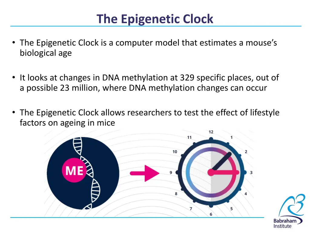 the epigenetic clock 1