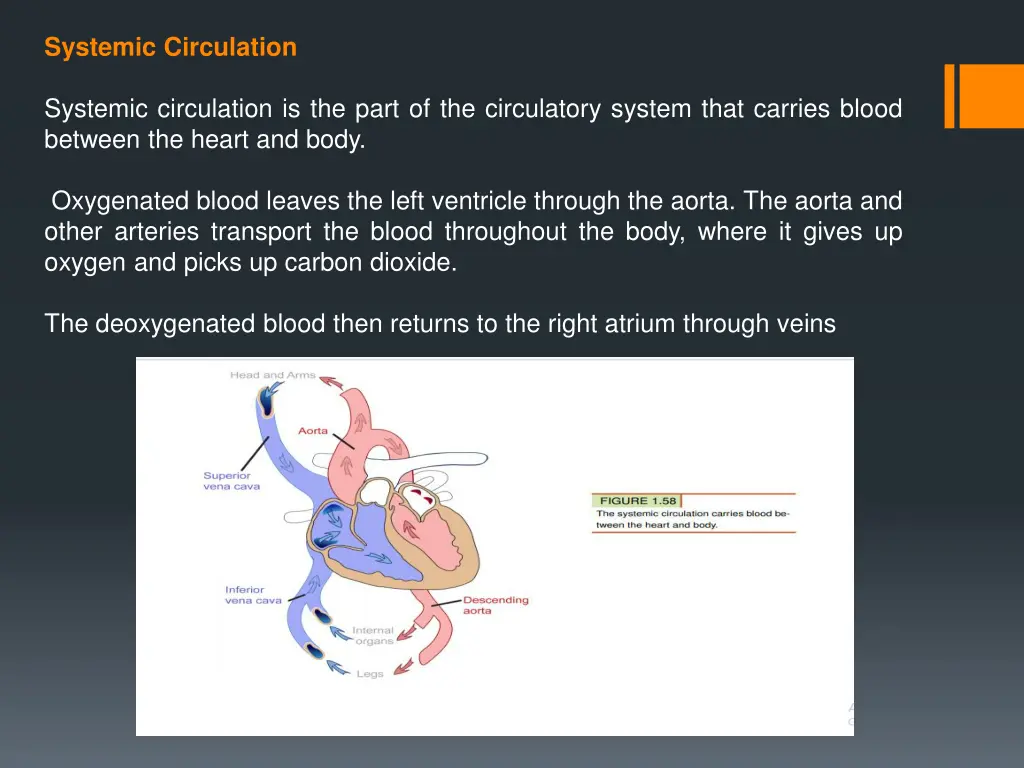 systemic circulation