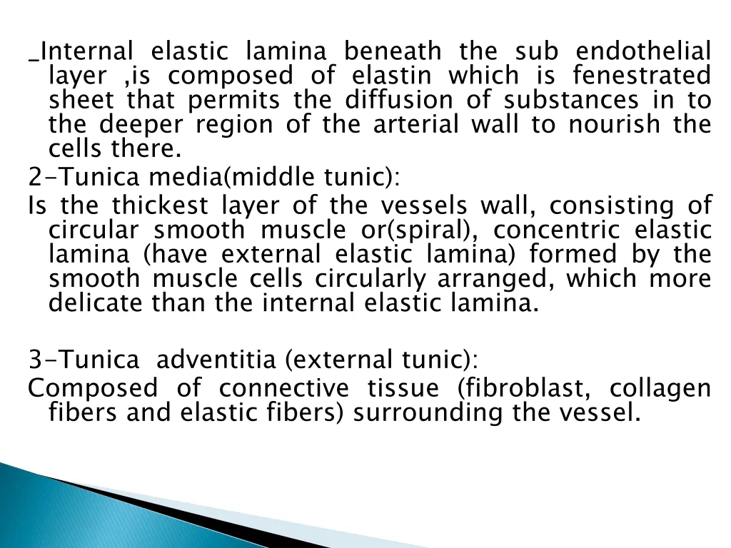 internal elastic lamina beneath