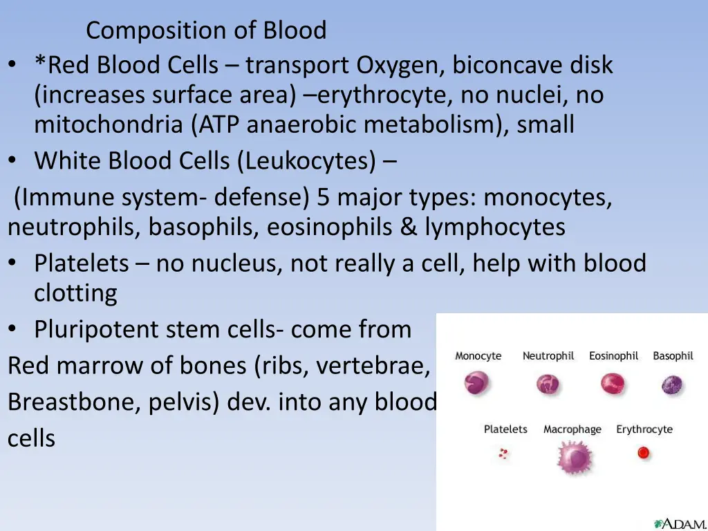 composition of blood red blood cells transport