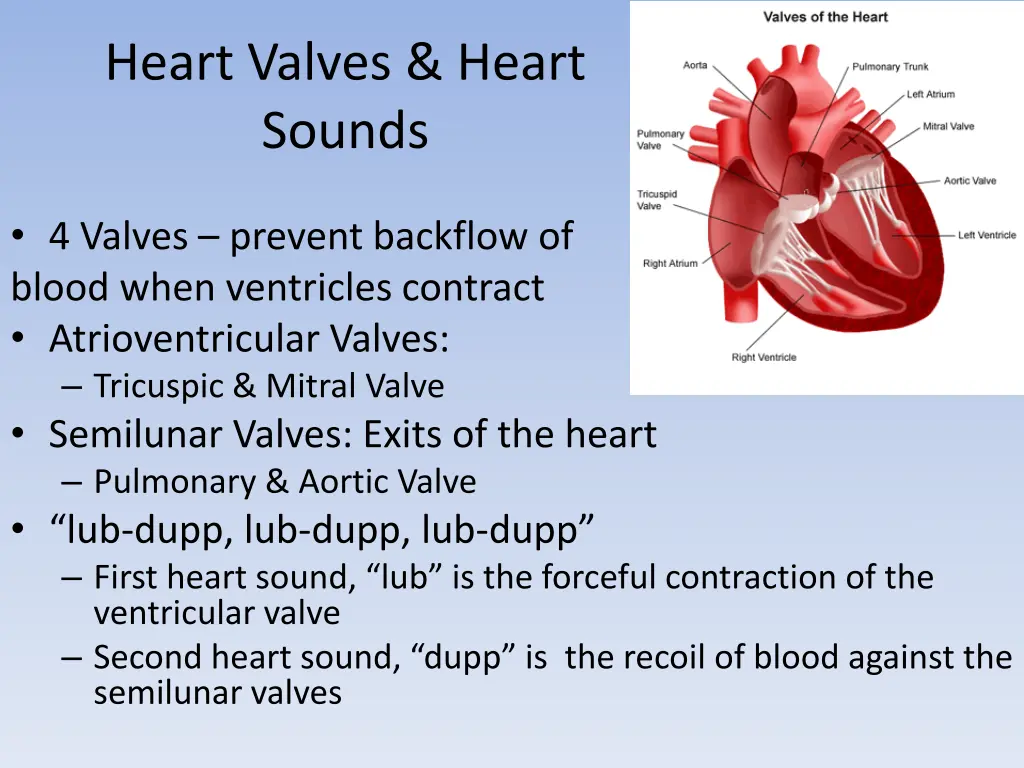 heart valves heart sounds