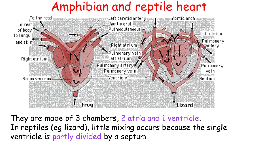 amphibian and reptile heart