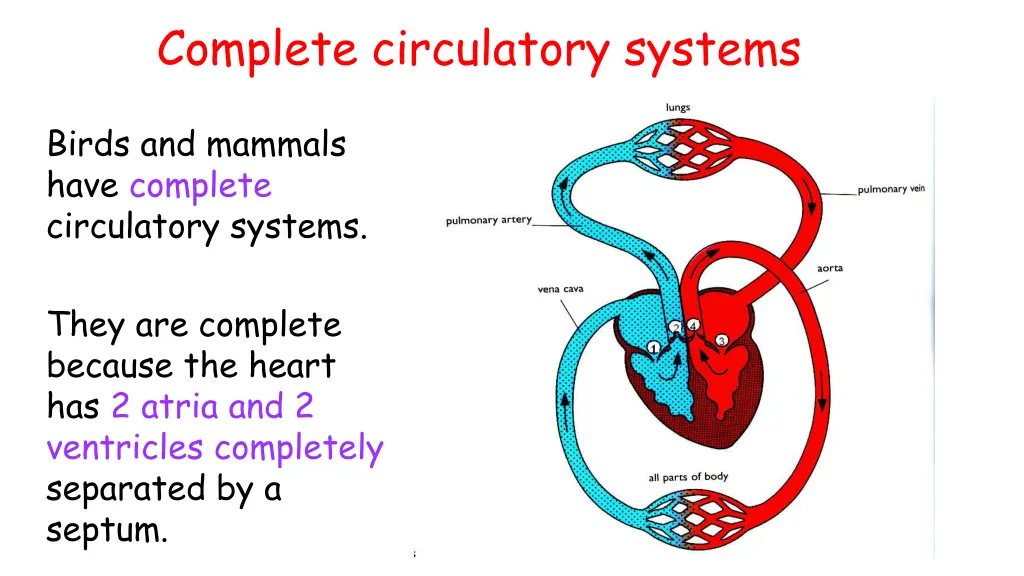 complete circulatory systems