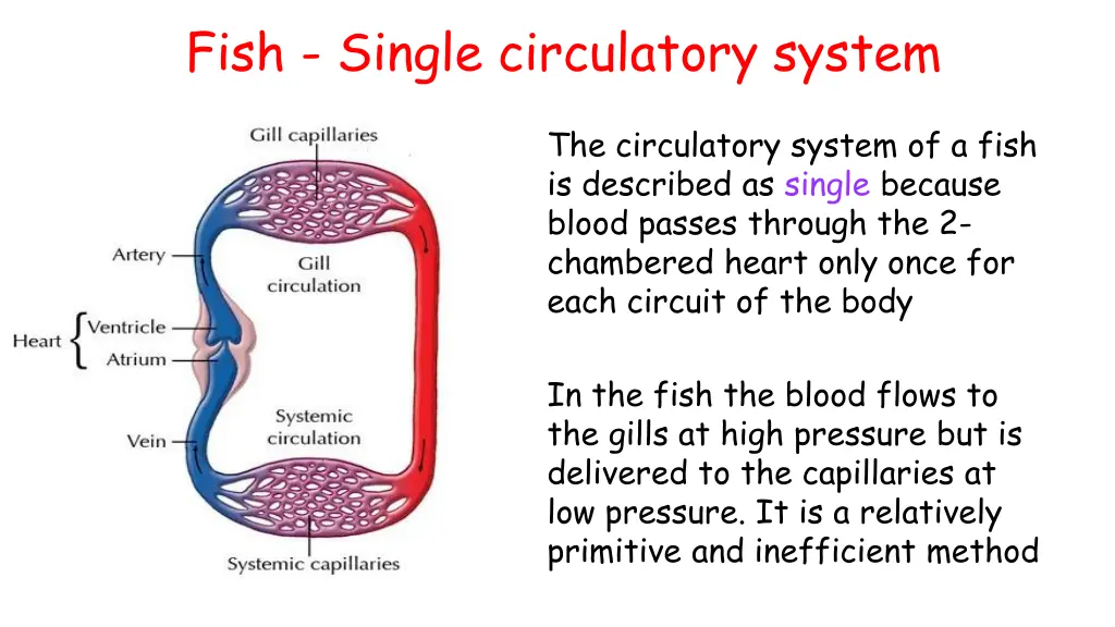 fish single circulatory system