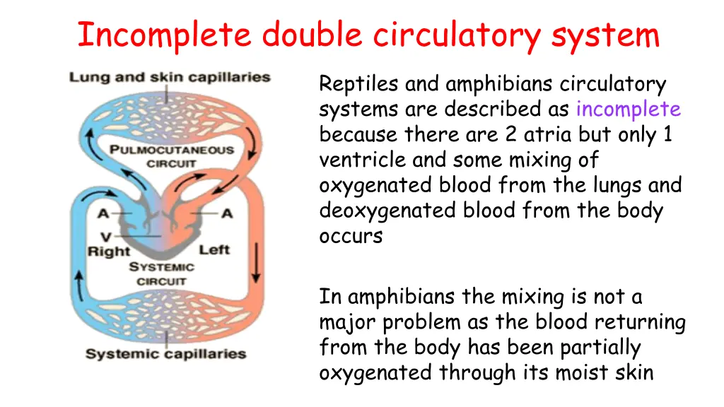 incomplete double circulatory system