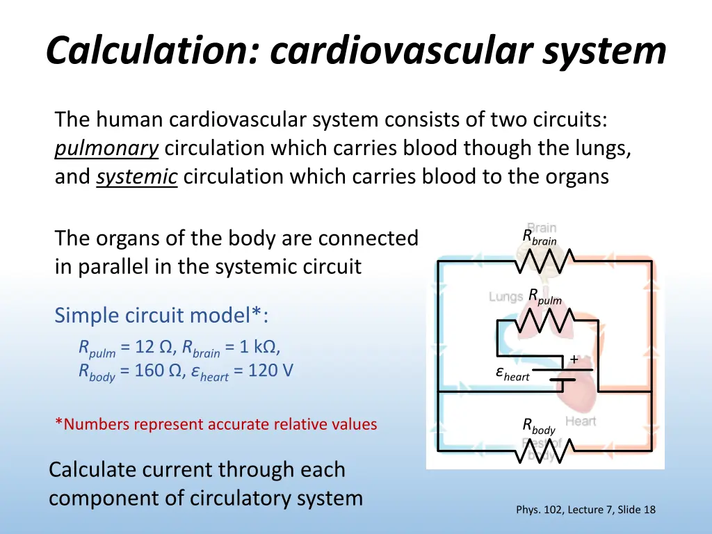 calculation cardiovascular system