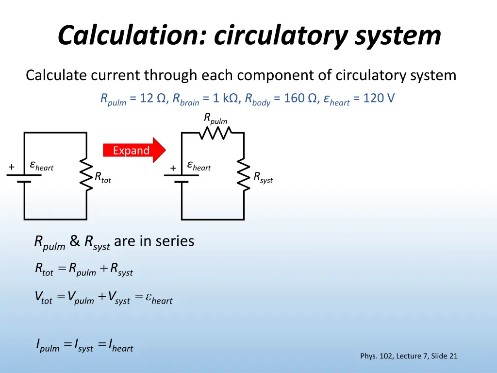 calculation circulatory system 1