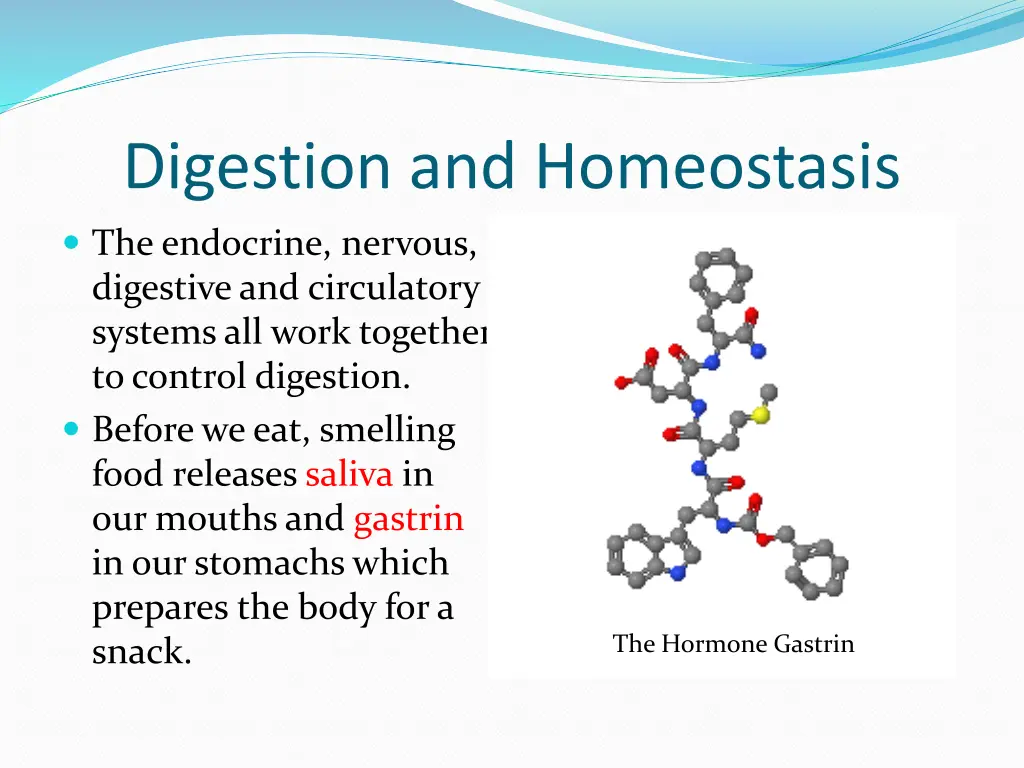 digestion and homeostasis