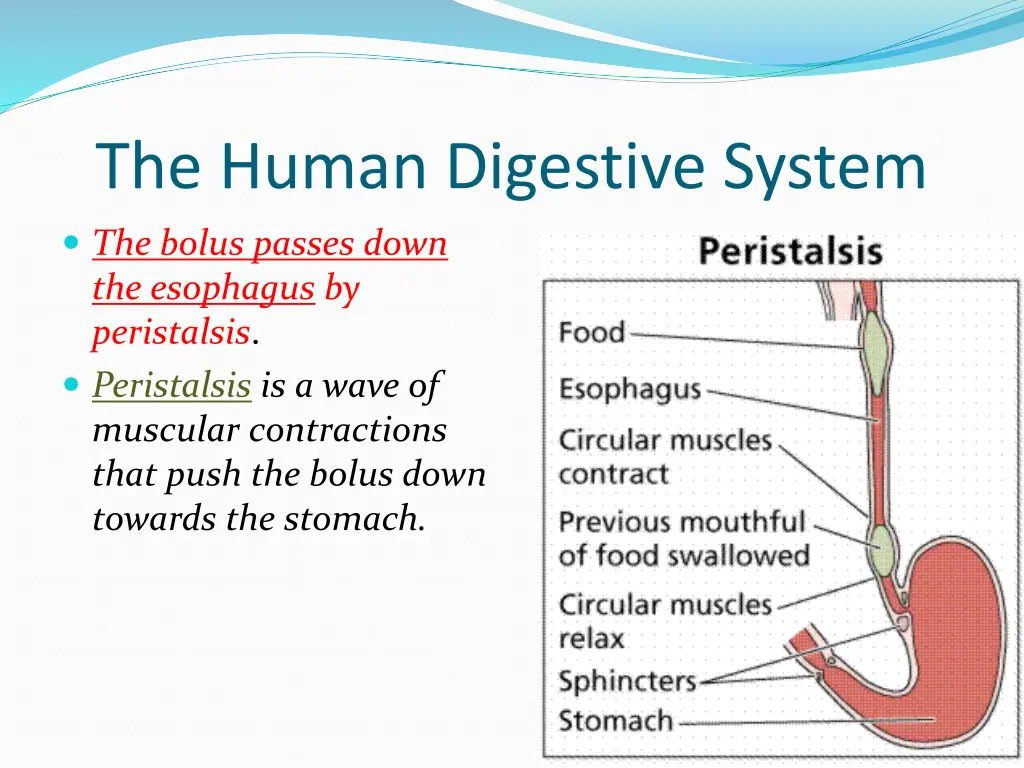 the human digestive system 1