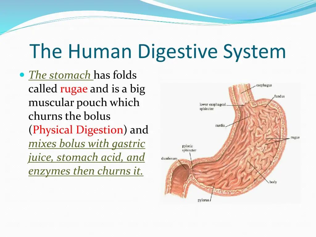 the human digestive system 2