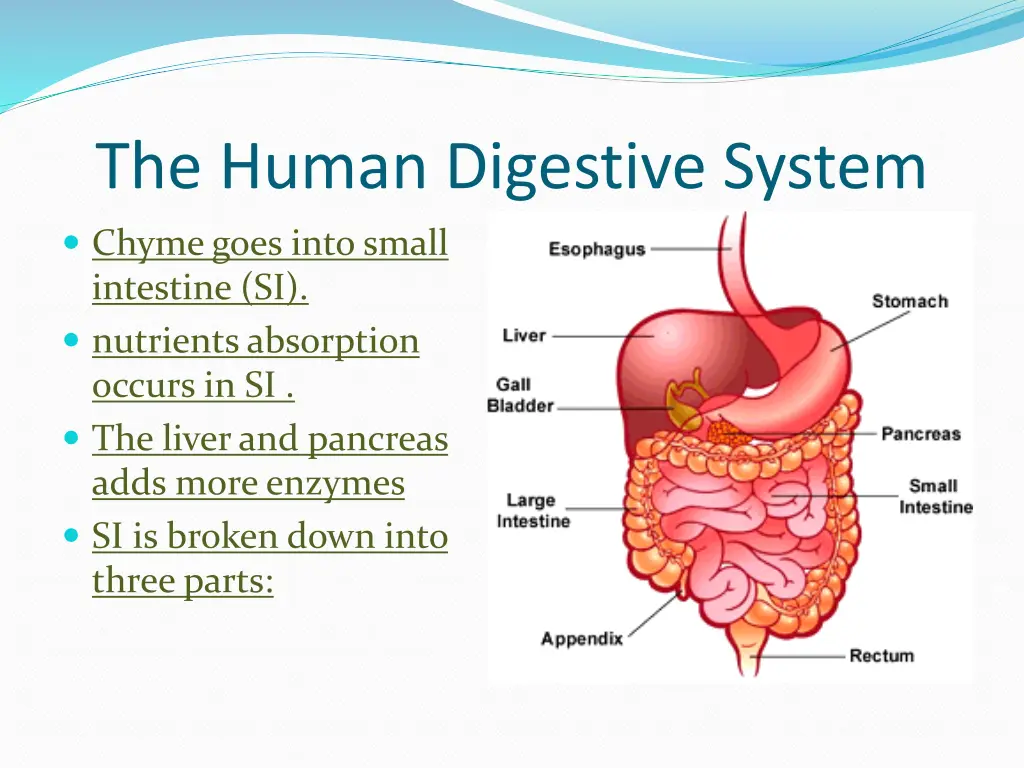 the human digestive system 3