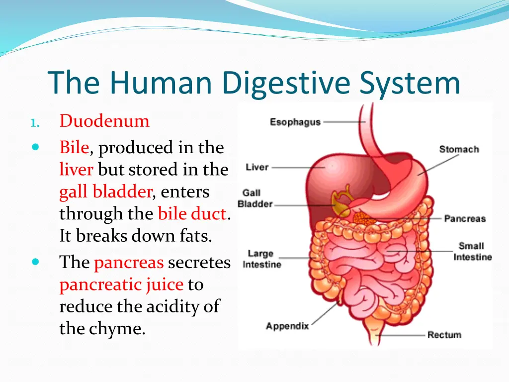 the human digestive system 4