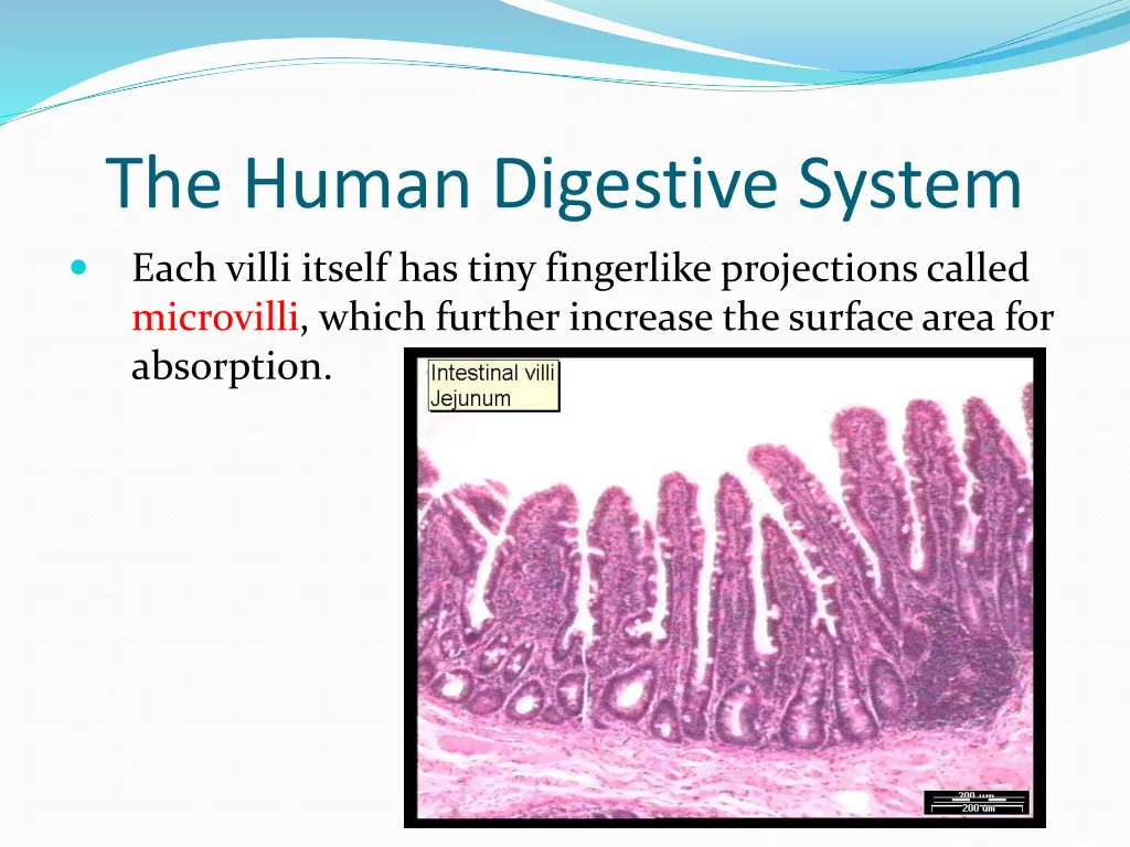 the human digestive system 6