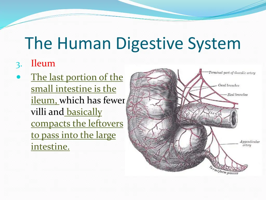 the human digestive system 7