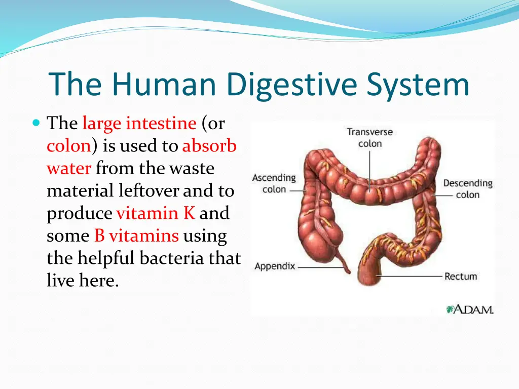 the human digestive system 8