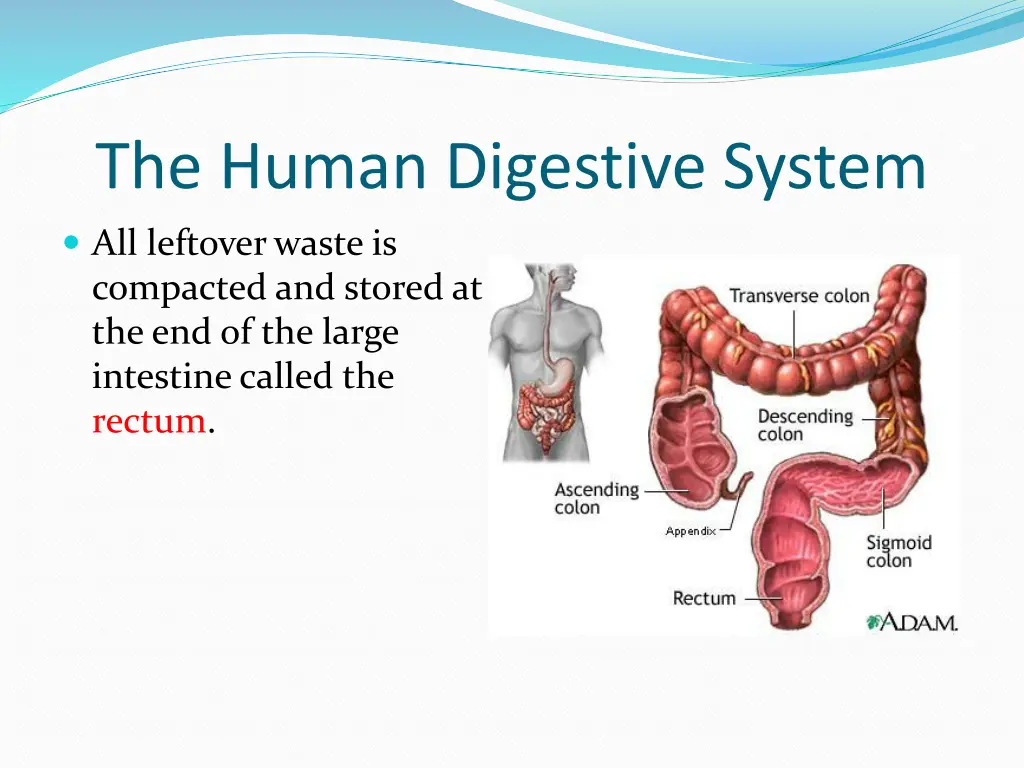 the human digestive system 9