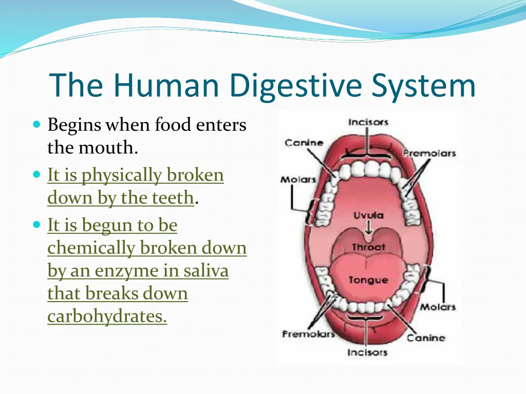 the human digestive system