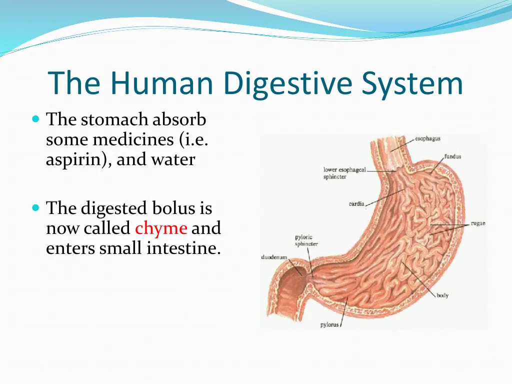 the human digestive system the stomach absorb