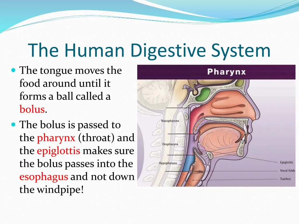 the human digestive system the tongue moves