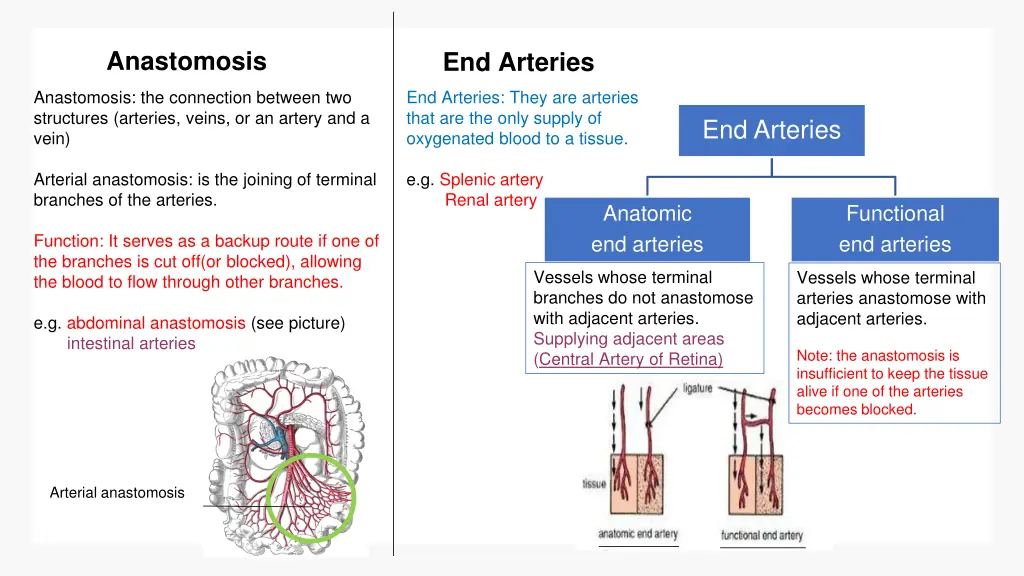 anastomosis