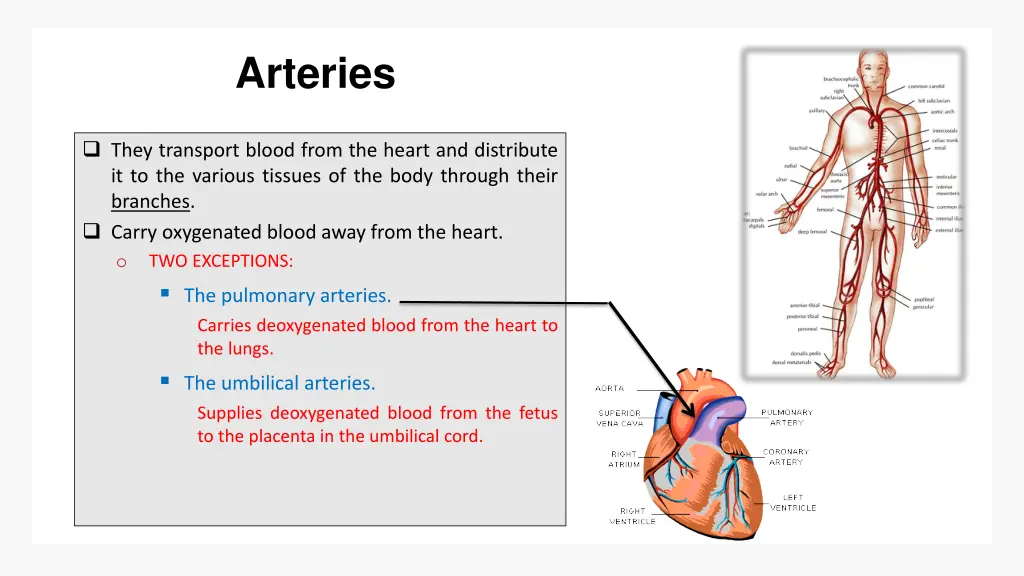 arteries