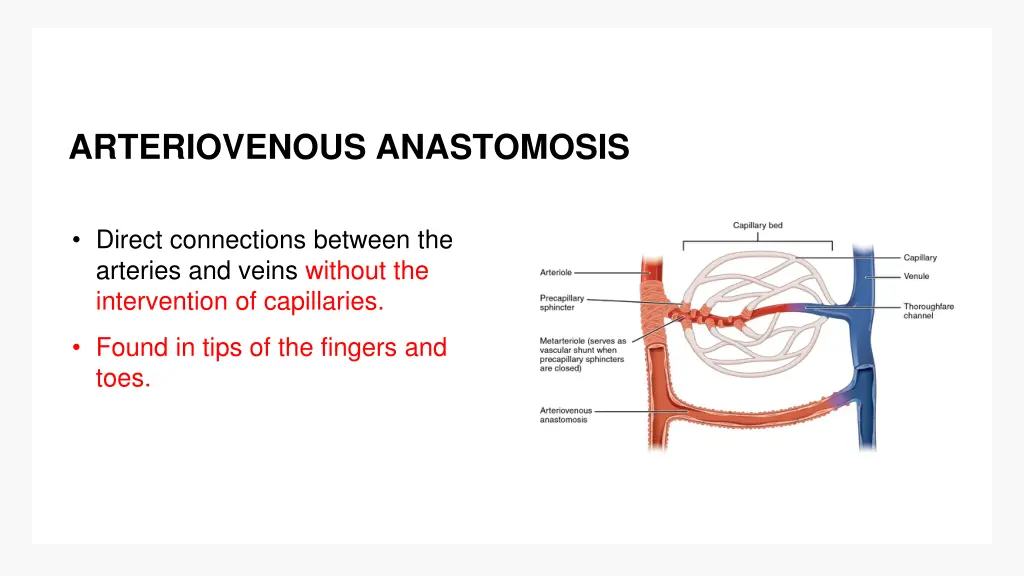 arteriovenous anastomosis