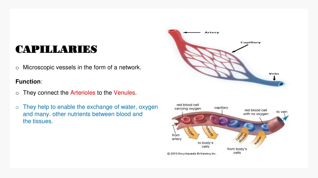 capillaries capillaries