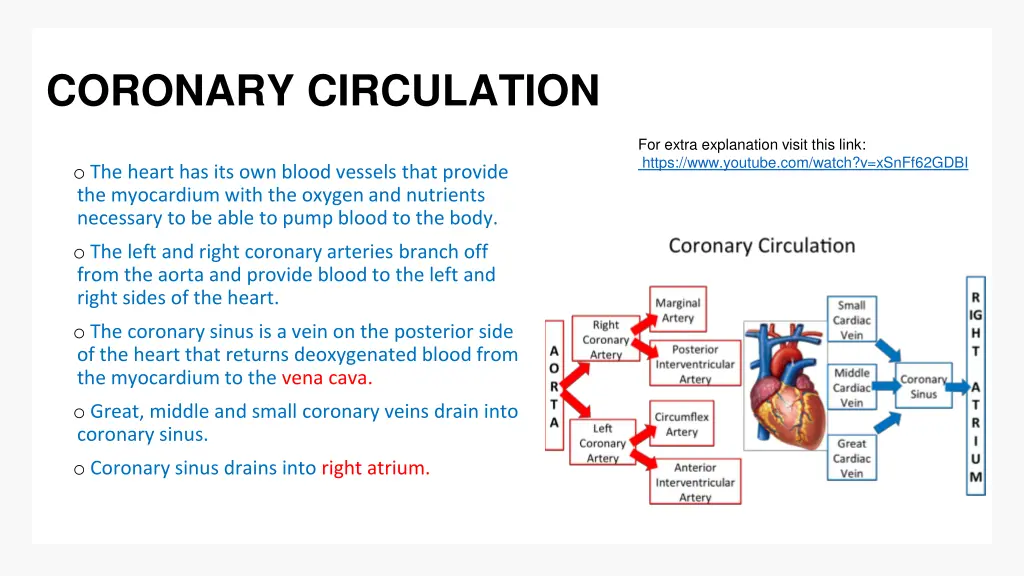 coronary circulation