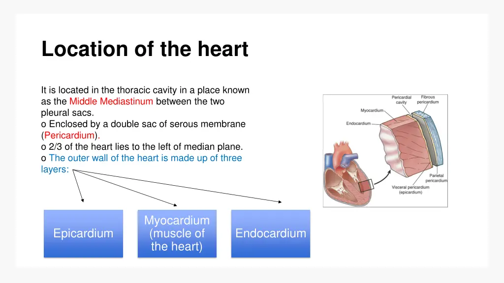 location of the heart