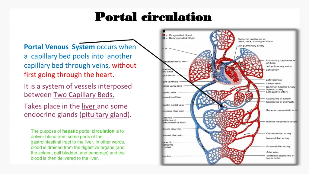 portal circulation portal circulation