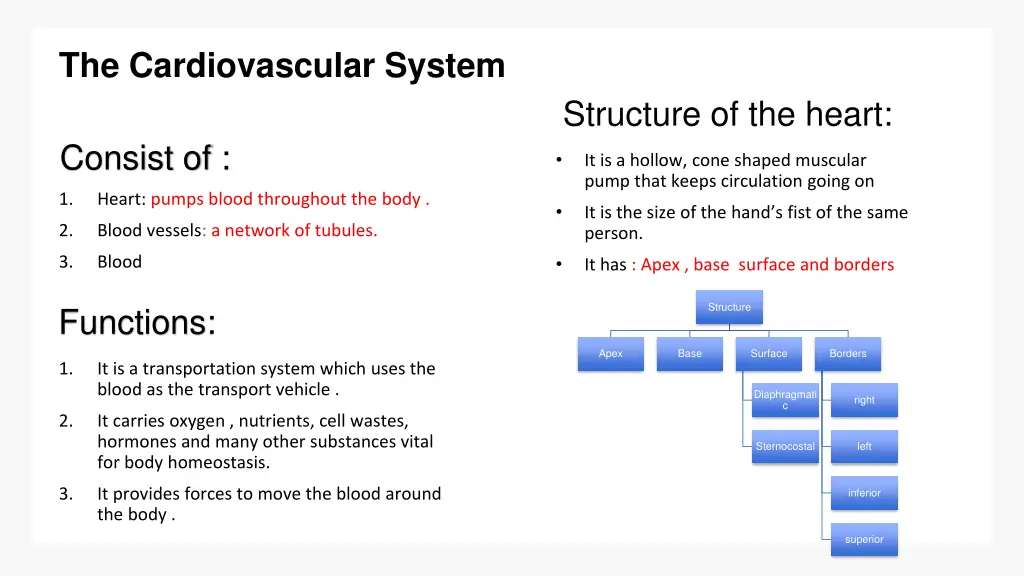 the cardiovascular system