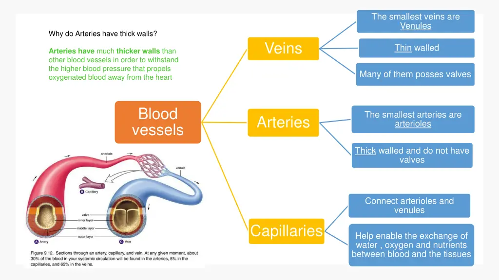 the smallest veins are venules