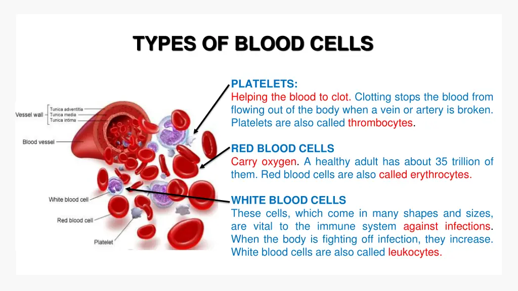 types of blood cells