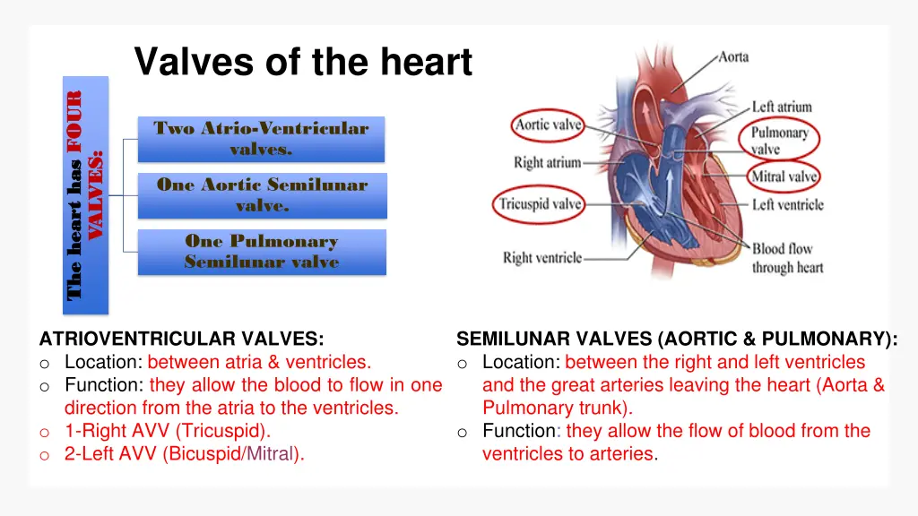 valves of the heart