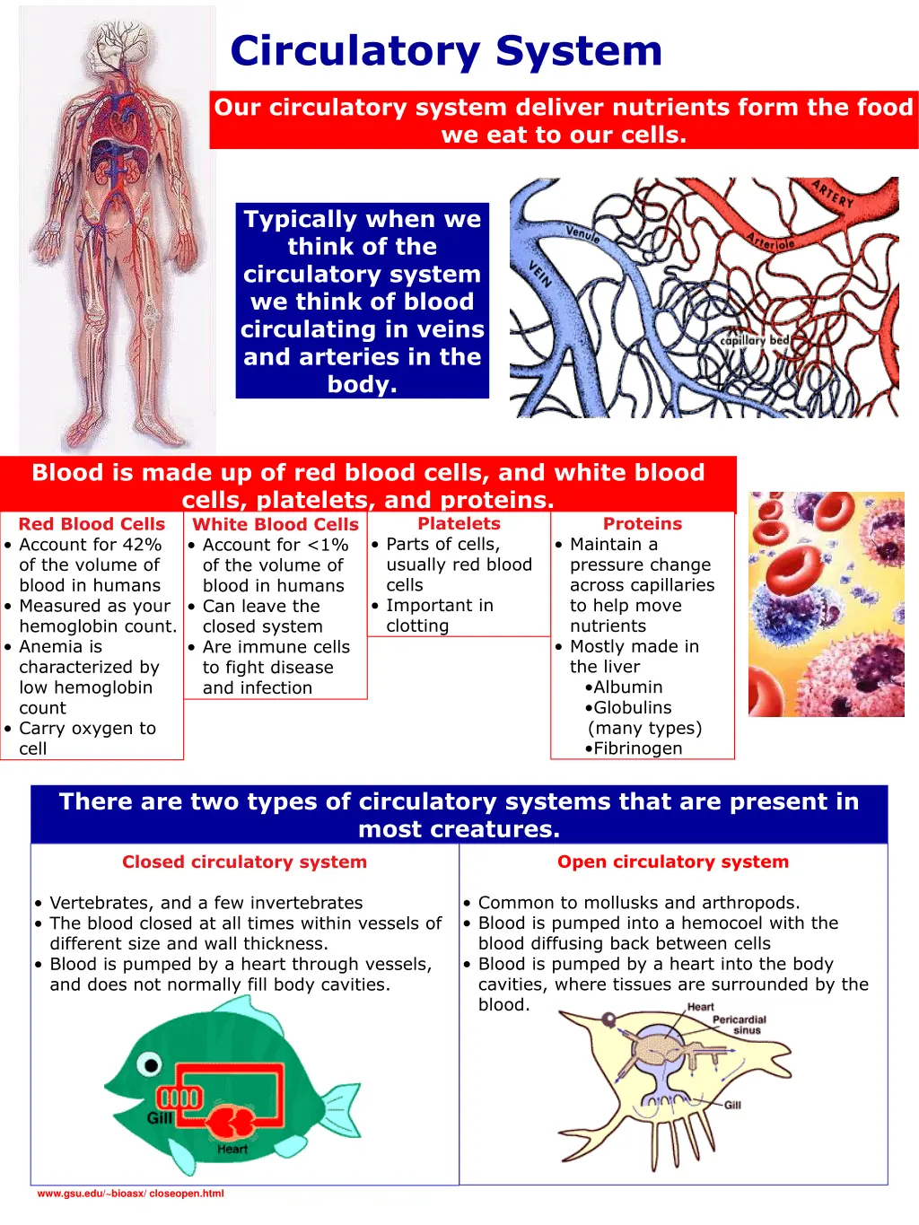 circulatory system