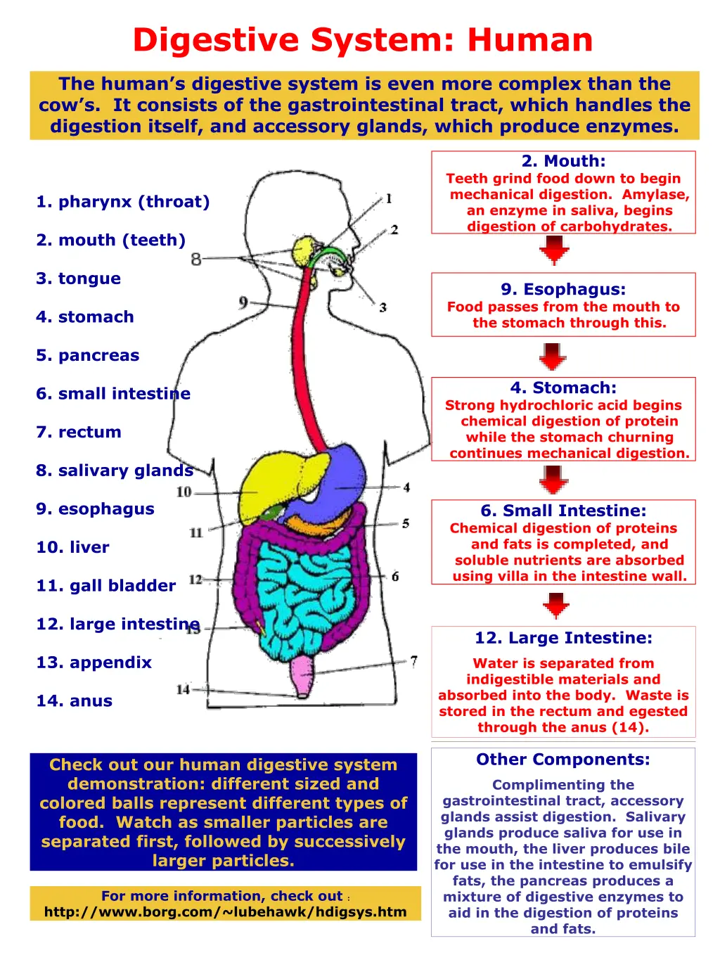 digestive system human