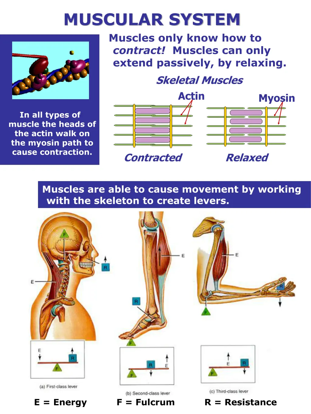 muscular system muscles only know how to contract